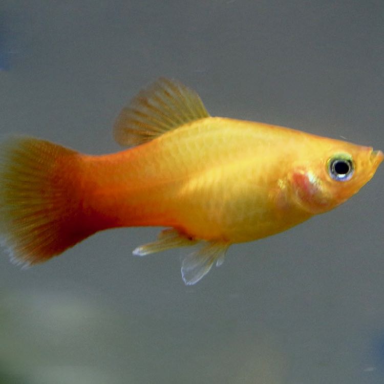Xiph.maculatus   Platy goud M
